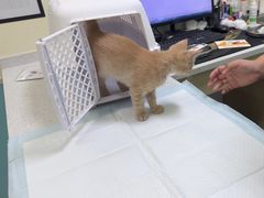 -天宠宠物医院24小时·急重症诊疗中心·全科·腔镜特色(和平分院)