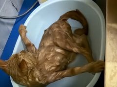 -宠颐生汉谟拉比宠物医院