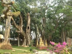 -瑞丽独树成林风景区