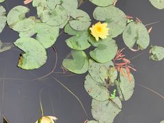-五缘湾湿地公园
