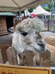 -萌宠亲子动物乐园(槐房万达店)