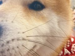 -豆柴町-柴犬主题狗咖(红鼎国际C座店)