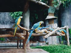 -清迈夜间动物园