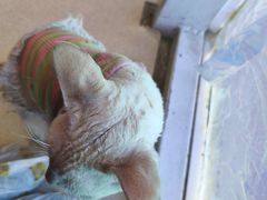 -藏猫猫咖啡主题馆(中央大道店)