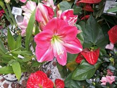 -上海鲜花港
