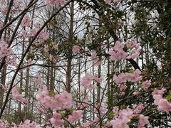 -杭州植物园