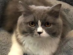 -博特宠物医院24h犬猫全科.骨科·异宠