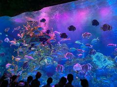 -芜湖新华联大白鲸海洋公园