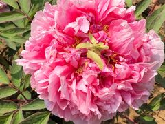 -合肥三国新城遗址公园