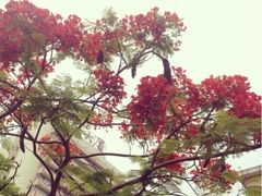 鳳凰花開-白鹭洲公园