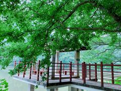 -广州市石门国家森林公园