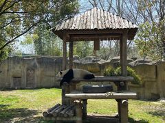 -上海野生动物园