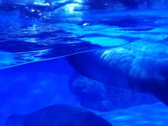 -上海海昌海洋公园-冰山北极馆