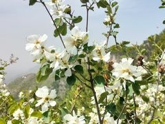 -富平县金粟山森林公园
