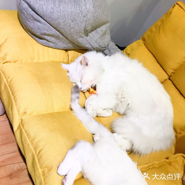 安阳探店｜安阳首家猫咖☕️二楼的猫🐱