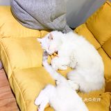 安阳探店｜安阳首家猫咖☕️二楼的猫🐱