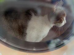 -艾吉宠物医院·疑难杂症转诊中心·猫友好(碧江路院)