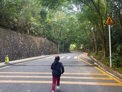 -银湖山郊野公园-相思林