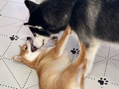 -毛绒耶耶撸宠馆·猫咖·狗咖·荷兰猪咖
