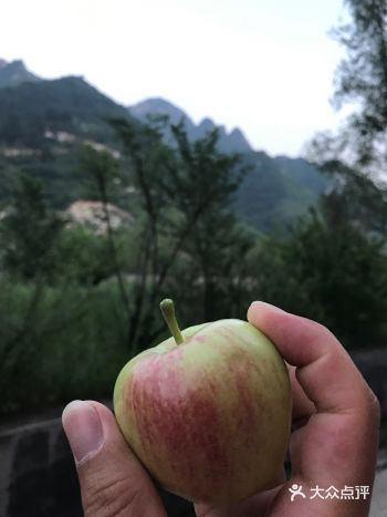 在会议中心楼的后边种植的有苹果，种植的西红柿