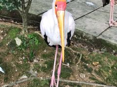 -吉隆坡雀鸟公园
