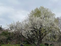 -红梅公园
