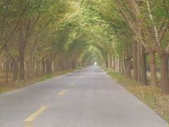 -黄海国家森林公园