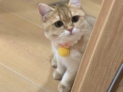 -猫十亿·布偶金渐层·曼基康矮脚猫舍(青年路店)