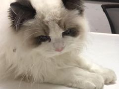 -御宝贝·A梦猫科宠物医院(国际猫友好医院)