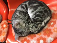 -猫咪博物馆(顶澳仔猫街店)