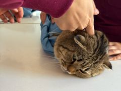 -瑞派福兴宠物医院犬猫全科·骨科·中西医结合(河东店)