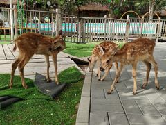 -北京鹿世界主题园