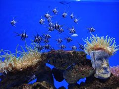 -芜湖新华联大白鲸海洋公园