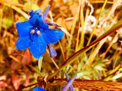 -白草畔自然风景区