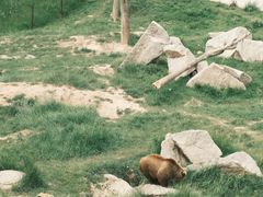 -青藏高原野生动物园