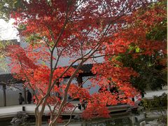 -秋霞圃
