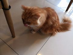 -平行世界·猫咖(首经贸店)