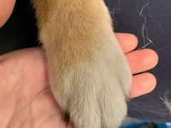-逗柴咖啡屋·狗咖猫咖宠物桌游