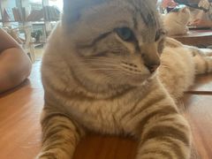 -Cappucimeow猫咪咖啡馆(韦伯时代店)