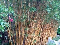 -晓港公园