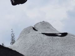 -都江堰景区