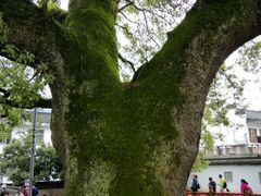 -新安江山水画廊风景区