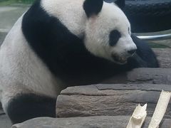 -柳州市动物园