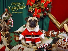 -超宠爱宠物摄影-Super pet