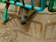 -北戴河圣蓝海洋公园