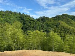 -天目山大树王景区