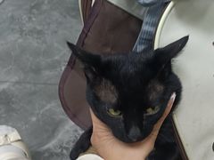 -东莞宠友24H宠物中心医院·转诊夜诊·异宠(新河北路院)