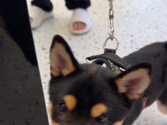 -瑞派康怡24h宠物医院·犬猫医疗中心·微创绝育(瑞景分院)