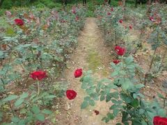 -松山湖梦幻百花洲