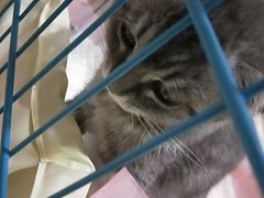 -思琪宠物医院(昆山花桥店)